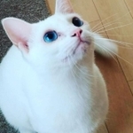 生前のハッピーちゃん。宝石のように青く美しい瞳の持ち主（ハピママさん提供、Instagramよりキャプチャ撮影）