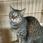 行方不明のドライバーが猫7匹を飼っていた。写真は、とらちゃんと見られるキジトラ雄。2歳1カ月の最年少という（山下さん提供）