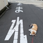 コロン（画像提供：るんちゃん)