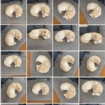 丸くなって眠るワンコの姿がずらり（画像提供：たまgoさん）