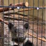 立派な爪です（旭山動物園公式ツイッター動画からキャプチャ：7/11）