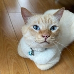 目の色がきれい＝kousuiaoさん提供