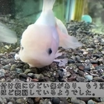 店内に入ると、正面の水槽に泳ぐことなく沈んでいた金魚。余命1週間と言われ、無料でもらったという（YouTubeチャンネル「えみこのおうち」よりキャプチャ撮影）