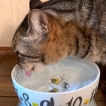 「ウォーターボウル」で水を飲む、田口さんの愛猫「れあ」（メス、６歳）（田口さん提供　以下同）