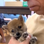 もしや、ソラちゃん困ってる…！？（Sakuraママさん提供、Instagramよりキャプチャ撮影）