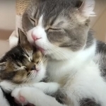 わずか3カ月でこの世を去った子猫めいちゃん。父猫もすけくんからの愛情をたくさん受けていた（もす姉さん家族提供、YouTubeよりキャプチャ撮影）
