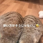 知育玩具の穴にすっぽりハマるミーアキャット兄弟が話題に（「ミーアキャットのスポガリ君＆まるがり君」さん提供、Instagramよりキャプチャ撮影）