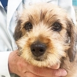 おじいちゃんのようなルックスの子犬・リーフくん。一見おとなしそうにも見えますが…