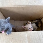 炎天下に段ボール箱に入れられて子猫3匹が遺棄されていた（NPO法人たんばコミュニティハブさん提供）