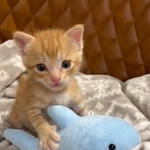 少し大きめのぬいぐるみと戯れる保護された子猫が話題に（三吉さん提供、Twitterよりキャプチャ撮影）