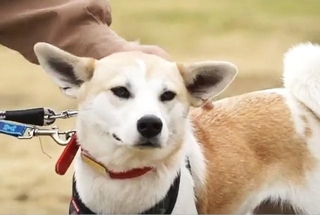 元保護犬で「里守り犬」になったソバちゃん