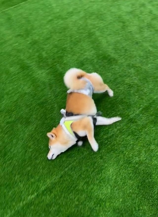 自分流にドッグランを楽しむワン！（画像提供：柴犬こたろーとりんたろ&amp;黒猫ちゅ～たろ～さん、動画よりキャプチャ）