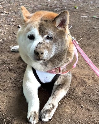 顔半分がクマになった柴犬が話題に（平城大さん提供、Instagramよりキャプチャ撮影）