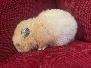 目薬を刺される前のむぎちゃん（提供：おかゆが大好き🥣🐹さん）