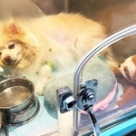 噛みつくなどの問題行動から一時「殺処分」の可能性もあった保護犬・るったん
