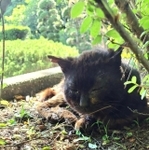 猛暑の中、衰弱してうずくまっていたという黒猫。酷い脱水症状だったという（「さやま猫の会」さんより提供）