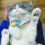 ぺちゃ丸くんも自由研究に参加？（お母さん提供）