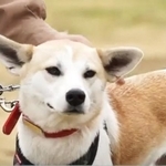 元保護犬で「里守り犬」になったソバちゃん