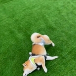 自分流にドッグランを楽しむワン！（画像提供：柴犬こたろーとりんたろ&amp;黒猫ちゅ～たろ～さん、動画よりキャプチャ）