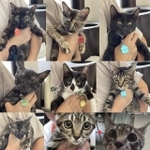 愛媛から来た子猫9匹（祖父江昌子さん提供）