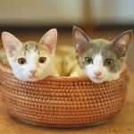 はっさくちゃん、おこげちゃん。兄弟ではないが仲良し＝___neko_toさん提供