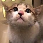 保護された子猫ミラクちゃん（片木さん提供、Instagramよりキャプチャ撮影）