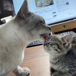 子猫をかいがいしくお世話をする先住猫が話題に（ねこといっしょさん提供）