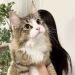 １年でこんなに大きくなりました！　(画像提供：しろあん でっかい北欧猫さん)