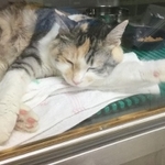 次亜塩素酸ナトリウムの吸入でぐったりしている猫チャン、このとき飼い主さんは無症状だった