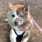 顔半分がクマになった柴犬が話題に（平城大さん提供、Instagramよりキャプチャ撮影）