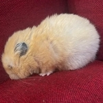 目薬を刺される前のむぎちゃん（提供：おかゆが大好き🥣🐹さん）