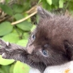 激しく流れる川の近くで保護された黒い子猫（「猫野四季＊」さん提供、Xよりキャプチャ撮影）