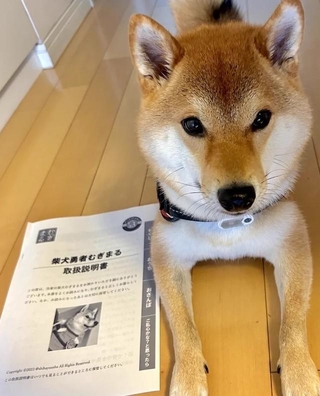飼い主、柴犬勇者むぎまるさんお手製の愛犬の「取扱説明書」と、愛犬、むぎまるくん（画像提供：柴犬勇者むぎまる（2歳LV26）さん @shibayuusha）