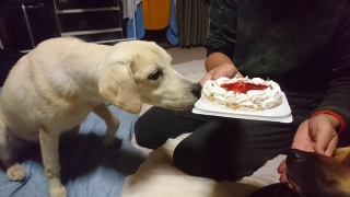 山に遺棄された元保護犬、9月で8歳のお誕生日！（「南部屋」宿主の田村さん提供）