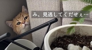 見逃してくだせぇ・・・（「ぽてこゆこめ/もふちゃんねる。」さん提供、YouTubeよりキャプチャ撮影）