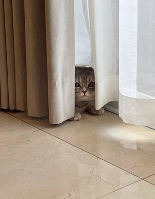 カーテンのすそに隠れる、おんぷちゃん（画像提供：おんぷちゃんさん）