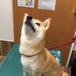 動物病院の診察台で覚悟を決めた柴犬、ももちゃん。今日は「ノミダニ予防」のお薬もらうだけなんですけどね…（画像提供：柴犬ももさん @momonosekaiii）