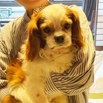 「犬と一緒に宿泊できる温泉宿」が急増中です