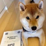 飼い主、柴犬勇者むぎまるさんお手製の愛犬の「取扱説明書」と、愛犬、むぎまるくん（画像提供：柴犬勇者むぎまる（2歳LV26）さん @shibayuusha）