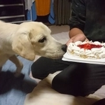 山に遺棄された元保護犬、9月で8歳のお誕生日！（「南部屋」宿主の田村さん提供）