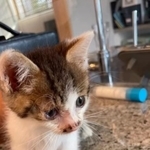 猫嫌いの旦那さんが放っておけなくて保護した小判くん（小判つる姫さん提供、Instagramよりキャプチャ撮影）