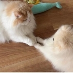 ひしっ（画像提供：猫のレモンちゃんねるさん）