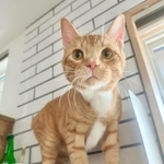 まるで子猫のような表情＝oage1123_さん提供