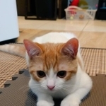 【ビフォー写真】こちらが子猫時代の写真（画像提供：おちゃまるさん）