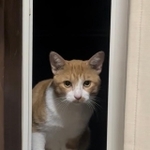 毎日愛猫に会いに来る猫を保護した投稿がXで話題に（「キジ白つくしちゃん♂」さん提供）