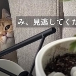 見逃してくだせぇ・・・（「ぽてこゆこめ/もふちゃんねる。」さん提供、YouTubeよりキャプチャ撮影）