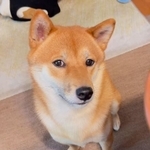 横目でチラチラ見てくる政宗くん…まるで人間みたい！（@2020masamune）