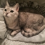 見事なかじり校正を披露した猫、アイムちゃん。「ツンデレで、こちらがなでる場所ややり方が気に入らないと手を噛んでくるのですが、その後すぐに舐めてくれます。また、食に対する意欲がものすごく、いつも自分のごはんを高速で食べてから、隣の部屋で食べている同居猫のところに行き、そっちも食べようとする食いしん坊です」と、飼い主の北村京子さん（画像提供：北村京子さん）