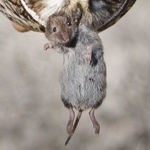 ネズミが空を飛んでる？