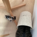 これで隠れているつもり…！？　(画像提供：ももんがさん)